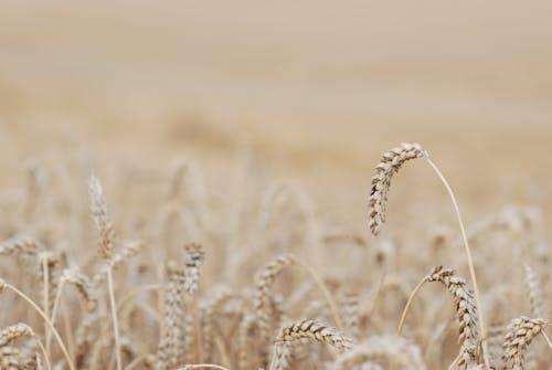 mısır tarlası, tahıl, tarım içeren Ücretsiz stok fotoğraf