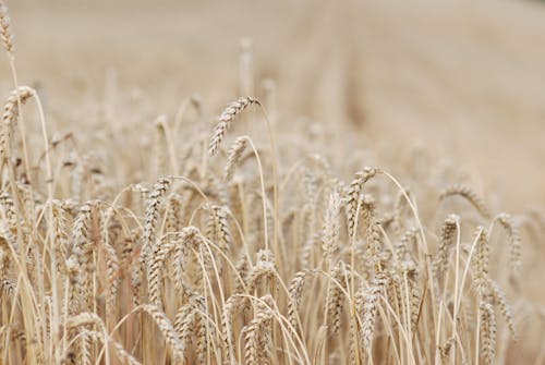 Free Photo of a Wheat Field Stock Photo