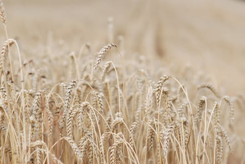 Photo of a Wheat Field