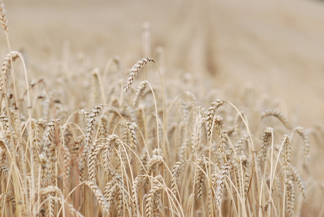 Foto profissional grátis de agricultura, área, campo de trigo