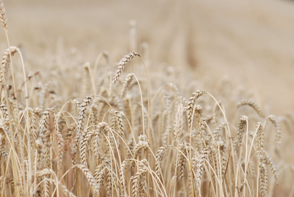 Photo of a Wheat Field