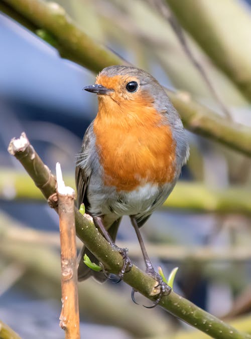 Free Δωρεάν στοκ φωτογραφιών με άγρια φύση, άγριος, ευρωπαϊκό robin Stock Photo