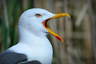 White and Black Bird in Close Up Photography