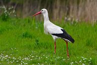 Gallows bird Images