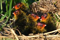 Hurrah's nest Images