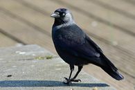 Gallows bird Images