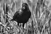 Gallows bird Images