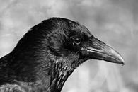 Crow over Images