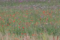 Impressionist Flowers