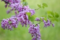 Cercis Judas tree