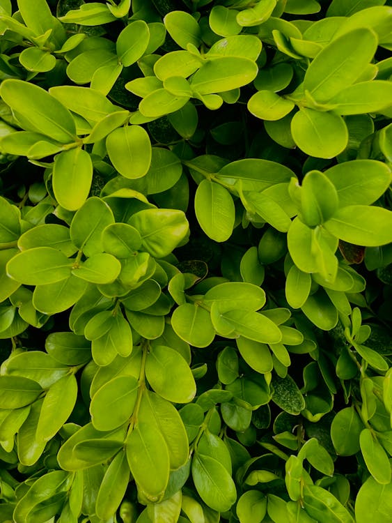 Foto profissional grátis de ecológico, fechar-se, folhas