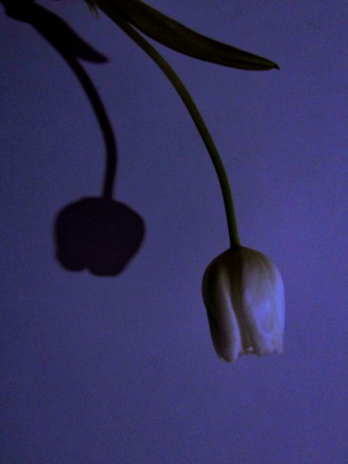 Free Artistic capture of a single white tulip with its shadow on a deep violet backdrop. Stock Photo