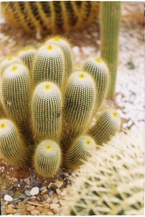 Free A Spikey Green Cactus Stock Photo