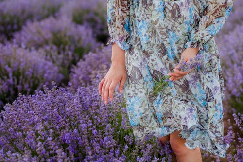 Woman in Dress Walking in Lavender Field