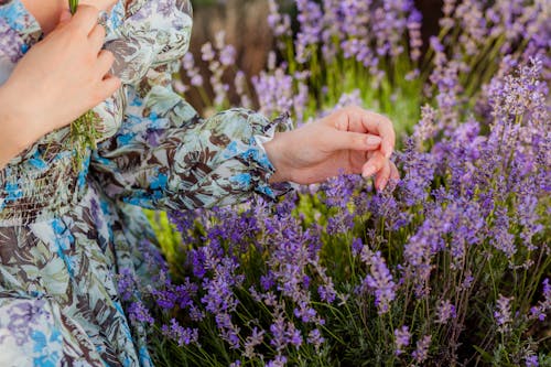 Close-up of Woman Gathering Lavender in Field
