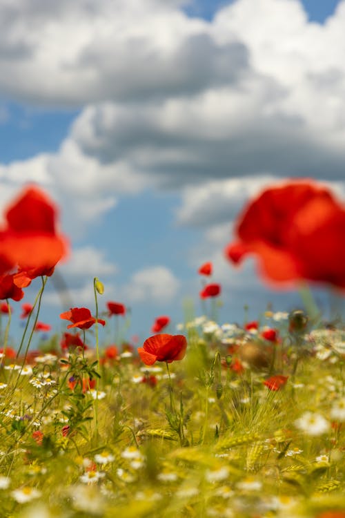 Fotobanka s bezplatnými fotkami na tému biele-oblaky, červené kvety, flóra
