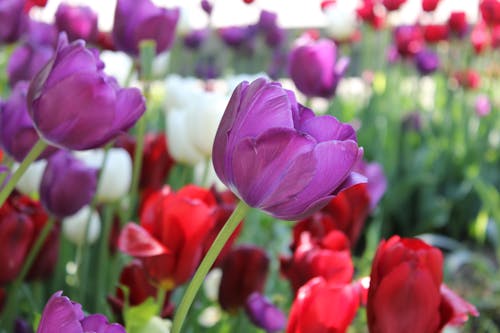 Tulips in Close Up Photography