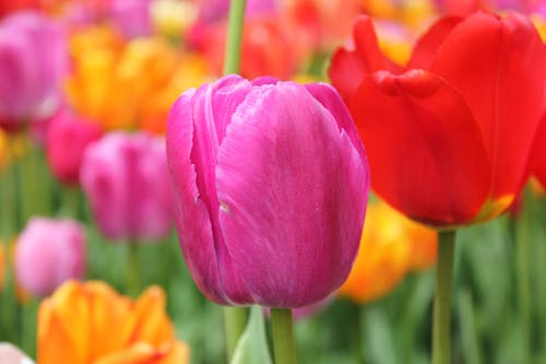 Tulips Flower in Bloom