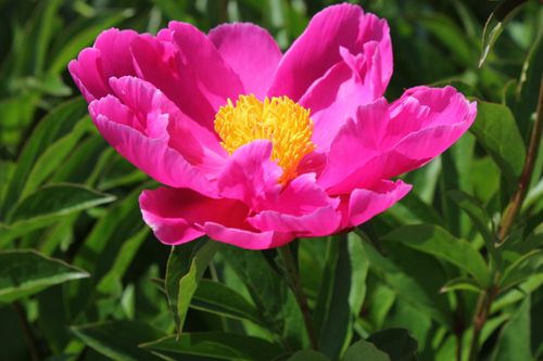 Free Close-up of a vibrant pink peony flower in full bloom during summer. Stock Photo
