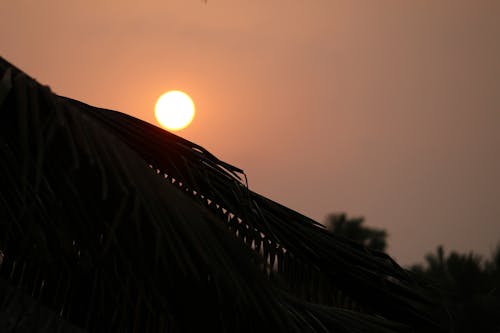 Free stock photo of coconut tree, evening, evening sun