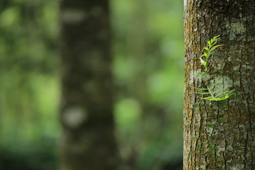 Free Shallow Focus Photography of Brown Tree Trunk Stock Photo