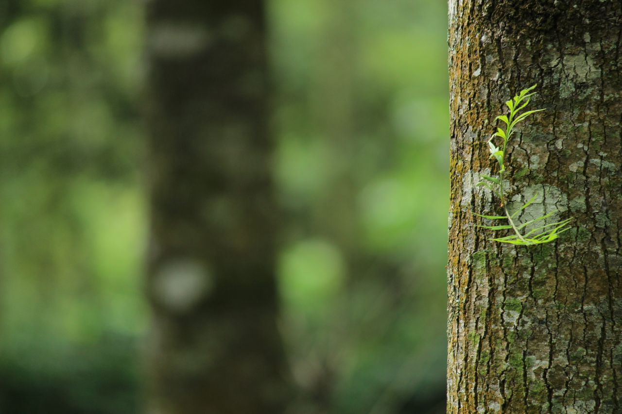 a vibrant green fern grows on a tree trunk capturing a serene forest a
