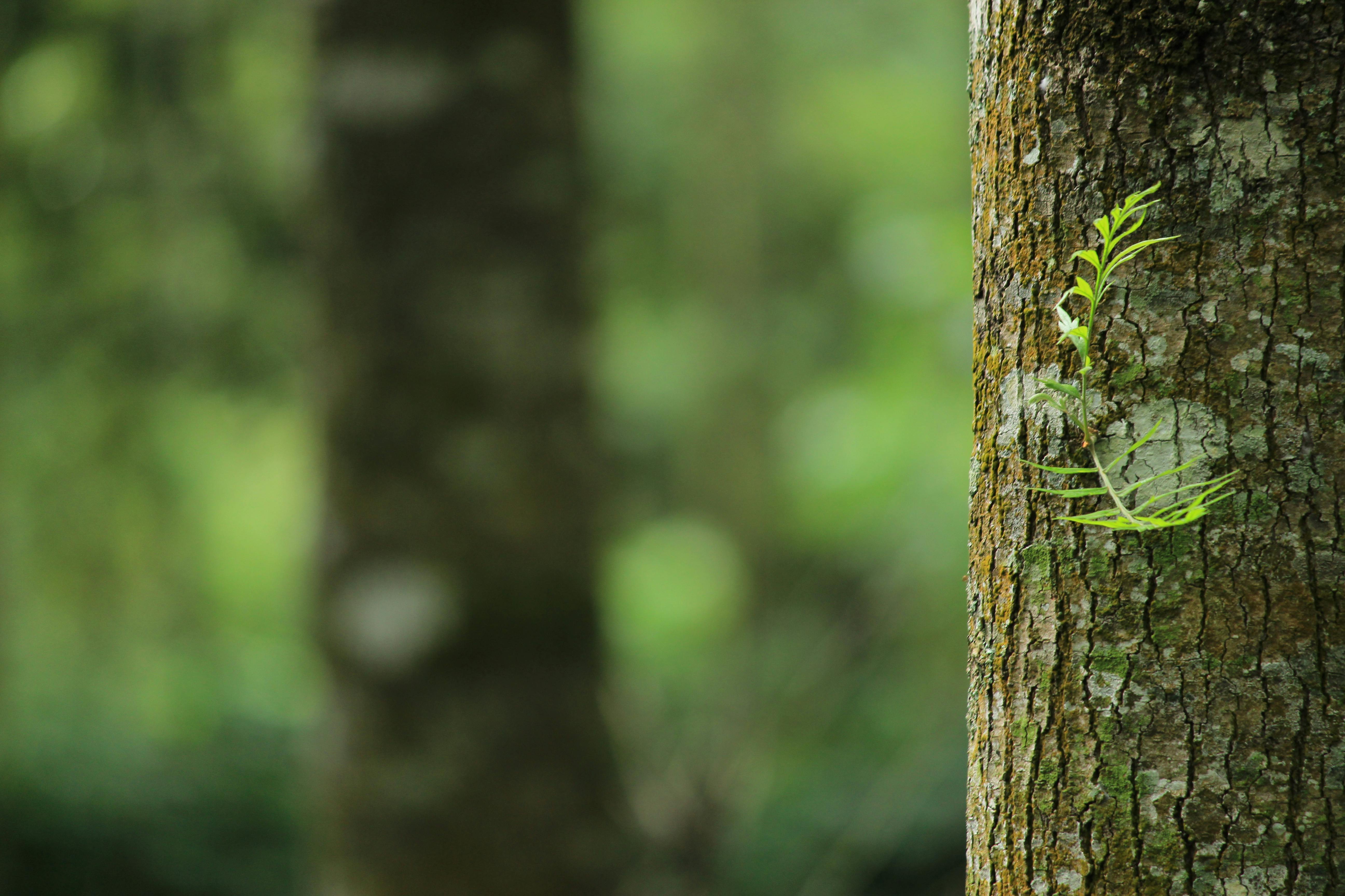 Tree Bark Photos, Download The BEST Free Tree Bark Stock Photos & HD Images