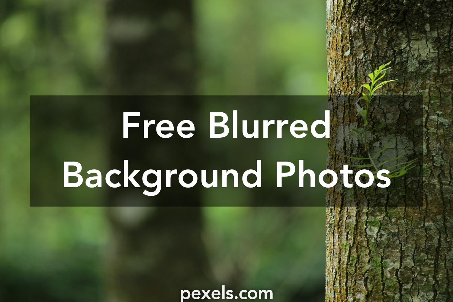 1000 Amazing Blurred Background Photos Pexels Free Stock Photos
