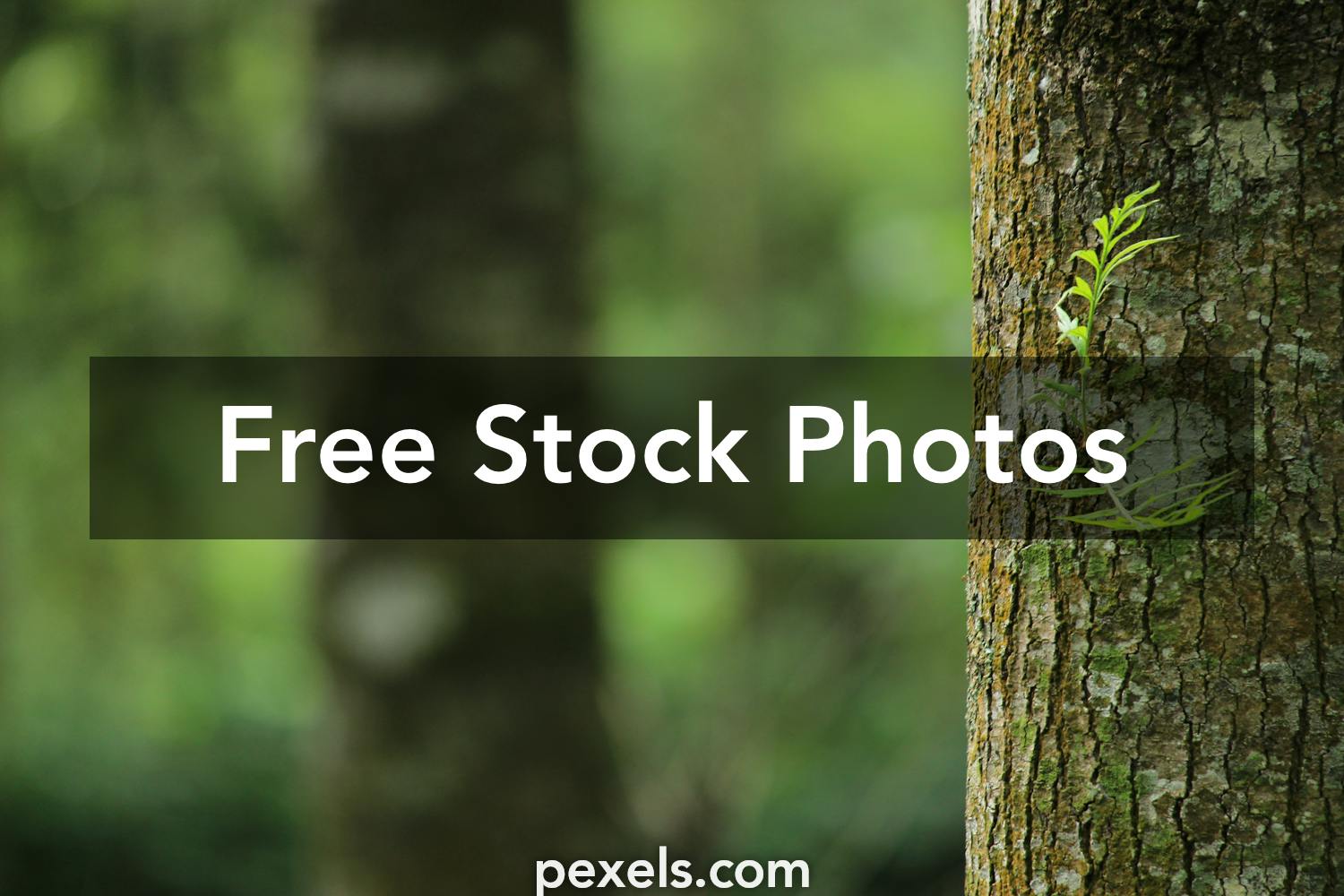 1000 Amazing Blurred Background Photos Pexels Free Stock Photos