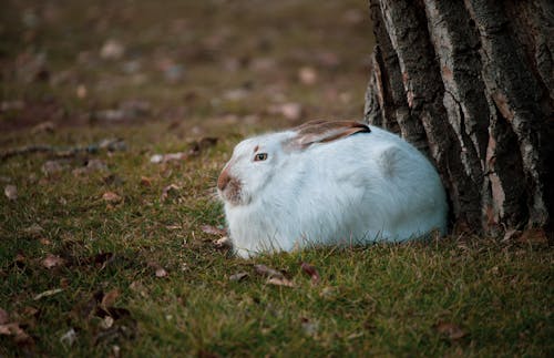 Free White Rabbit on Green Grass Stock Photo