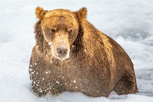 Katmai Brooks Falls bear viewing — Alaska