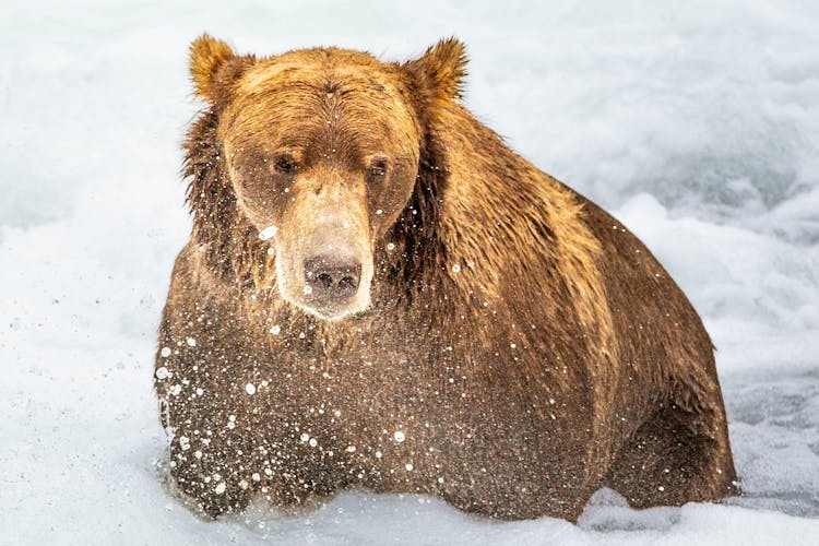 Brown Bear On Snow Covered Ground