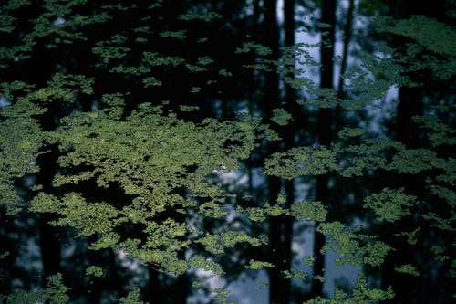 Foto profissional grátis de água, escuro, folhas