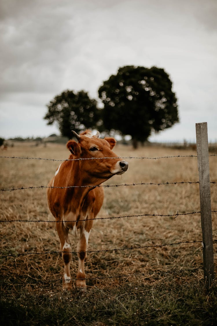 Cow On Pasture