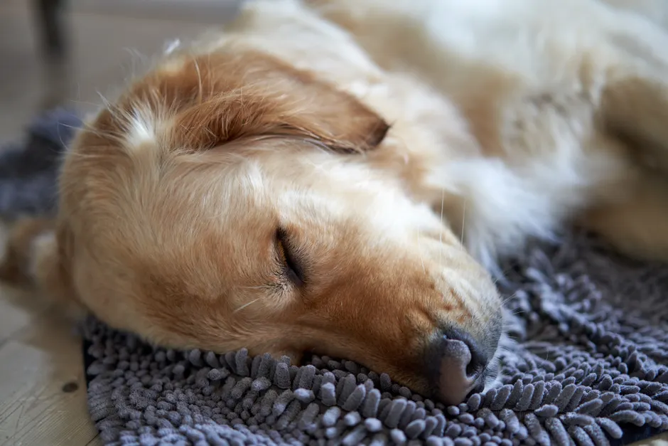 calming aids for dogs