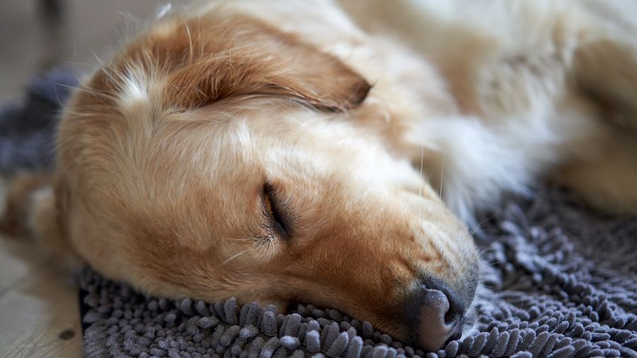 How to Stop Dog Boredom: Enrichment, Toys, and a Happier Dog