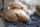 sleeping dog
