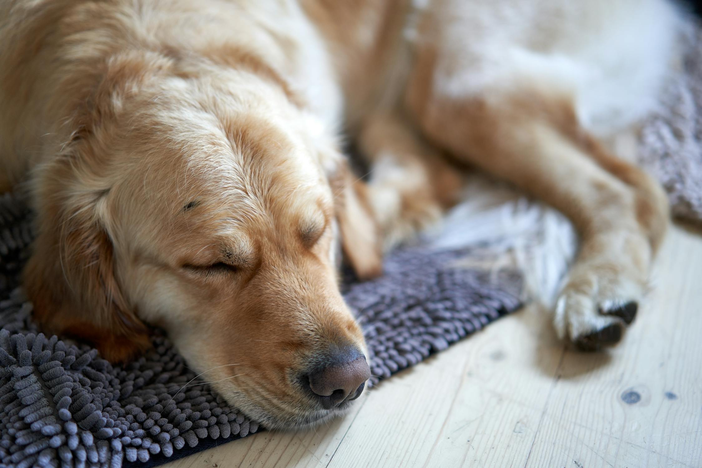 Close Up Shot of a Sleeping Dog