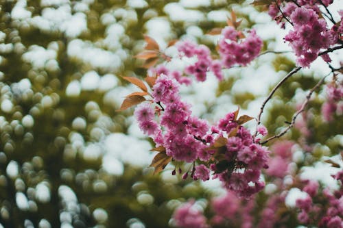Free Immagine gratuita di bokeh, cluster, fiori rosa Stock Photo