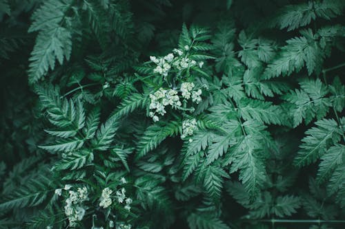 Green Leaves With White Flowers