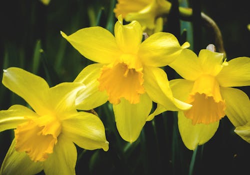 Free Selective Focus Photography of Yellow Flowers Stock Photo