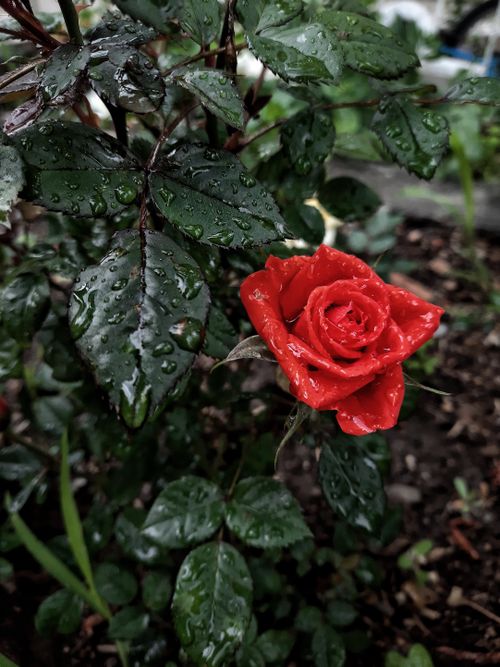 Free Stunning close-up of a red rose covered in dew droplets, showcasing natural beauty. Stock Photo