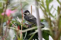 Black and White Bird on Tree Branch