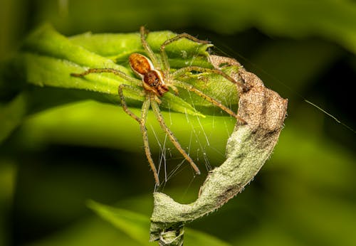 Fotobanka s bezplatnými fotkami na tému článkonožec, pavúk, pavúk hodvábu