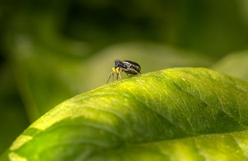 Gratis Foto stok gratis arachnida, daun hijau, fokus selektif Foto Stok
