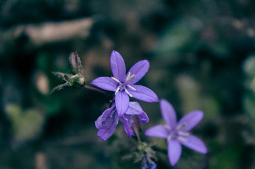 Free stock photo of beautiful, flower background, flower garden