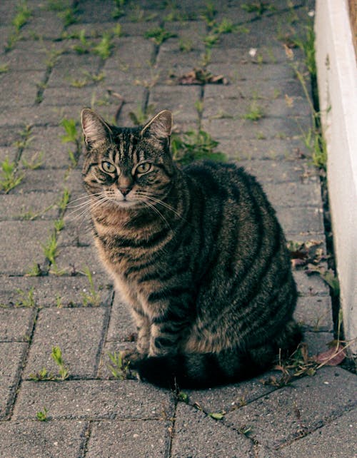 Δωρεάν στοκ φωτογραφιών με tabby cat, αιλουροειδές, κατακόρυφη λήψη