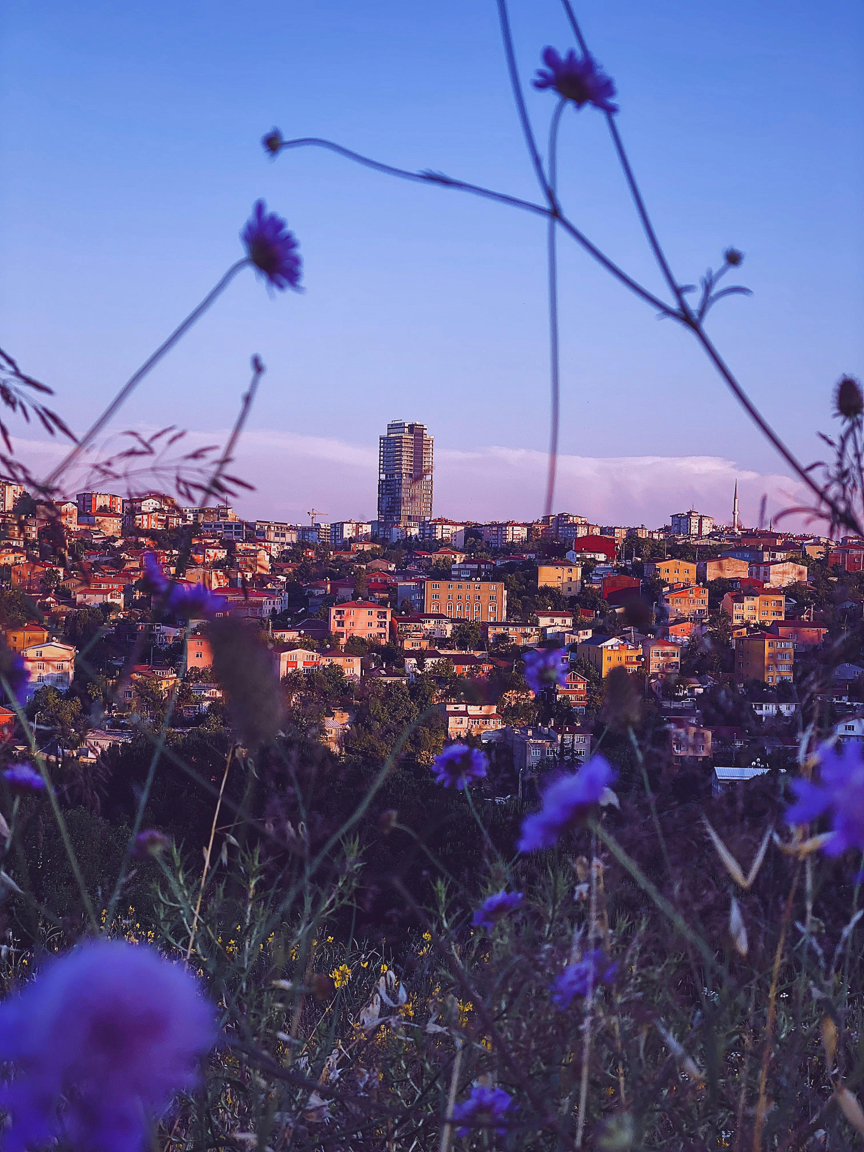 Purple Flower Field Near City Buildings · Free Stock Photo