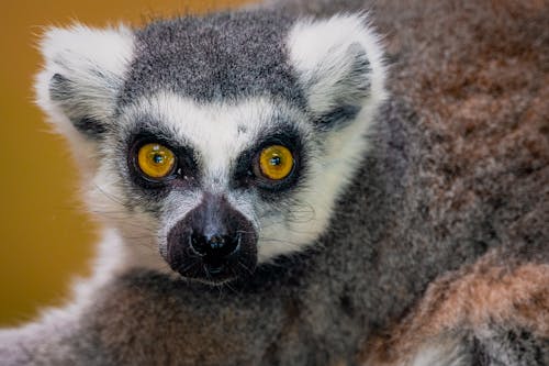 Close-Up Shot of a Lemur