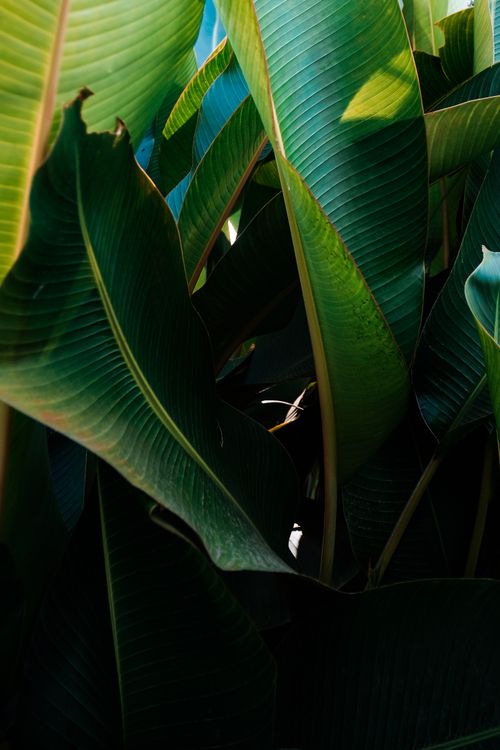 Free Close-up of vibrant green tropical leaves in natural sunlight, showcasing rich textures. Stock Photo